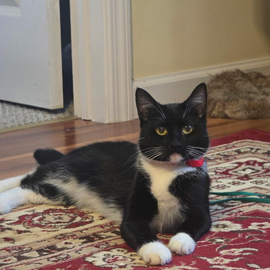 Mittens (Carol/6th St Mama)