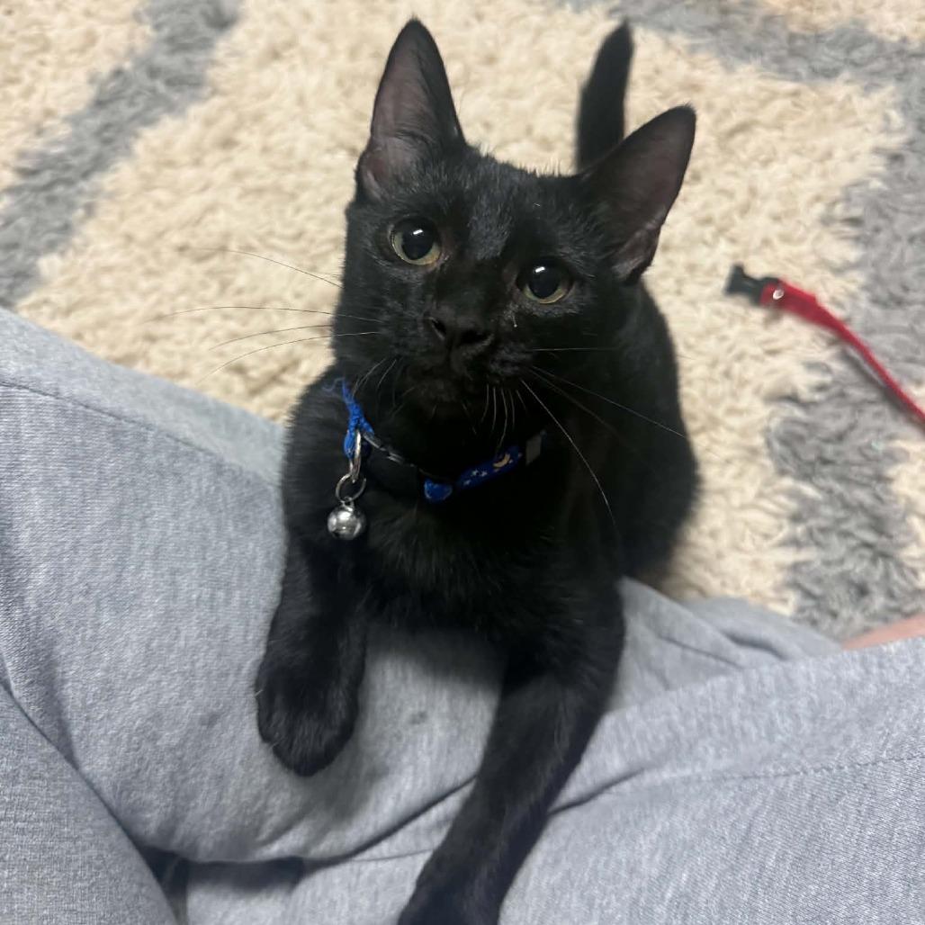 Phoebe
