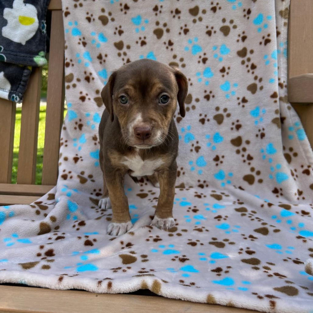 Pup 1