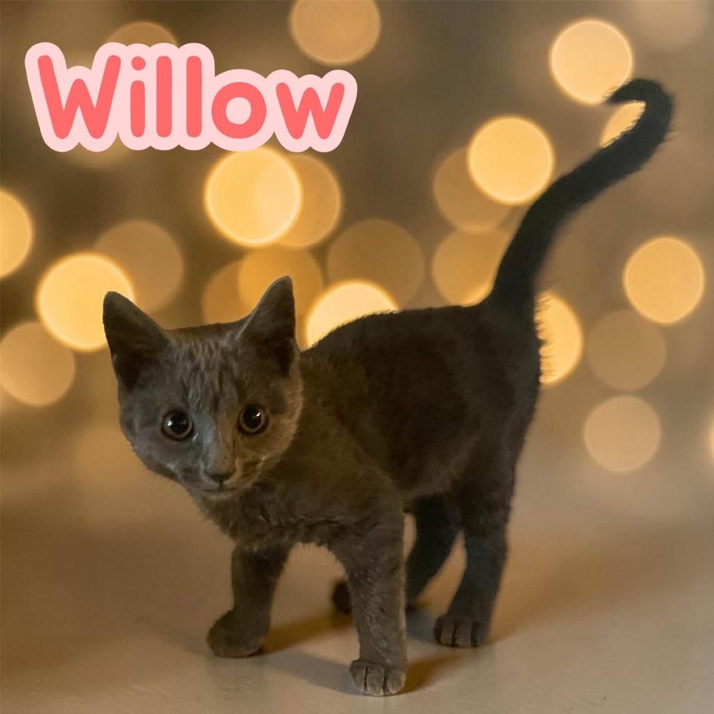 Willow