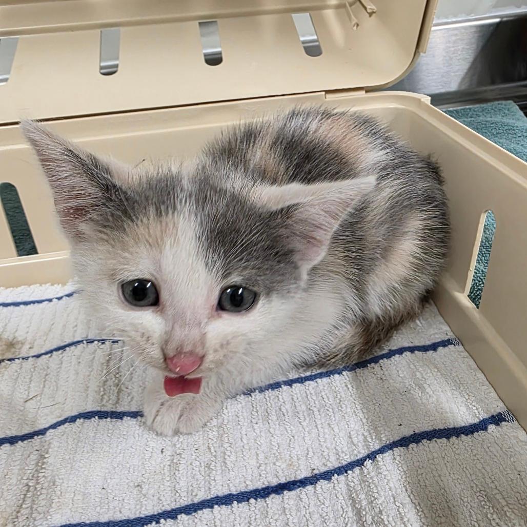 Mew