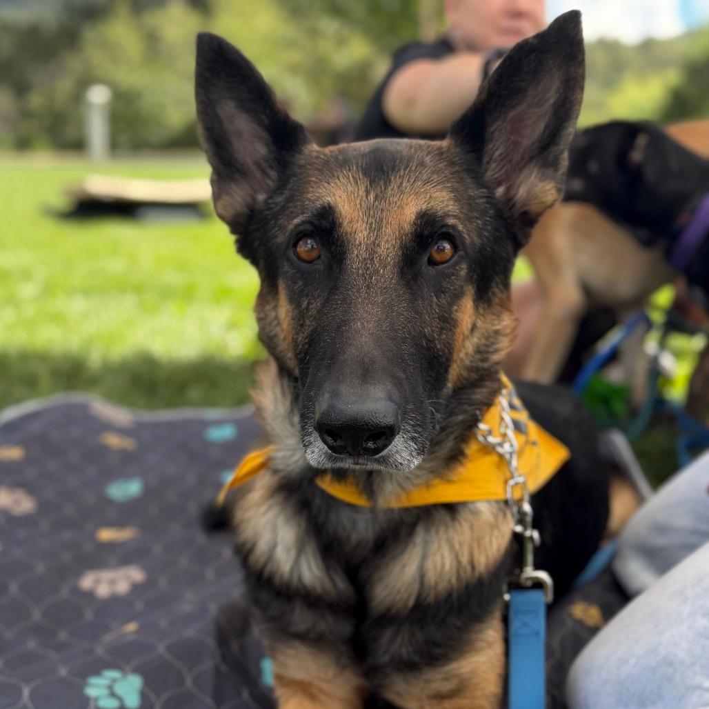 Arlo