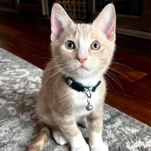 Cisco