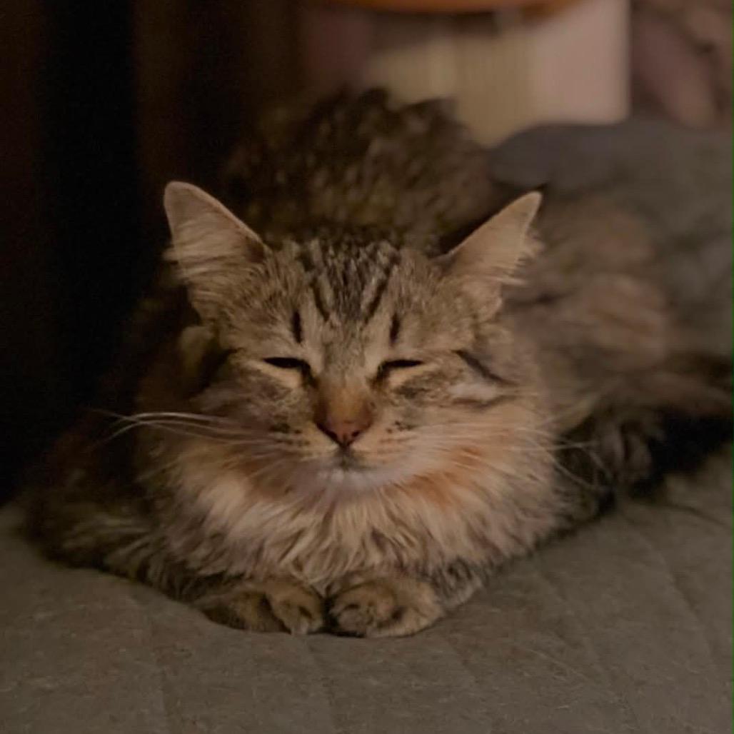 Sugar Bear