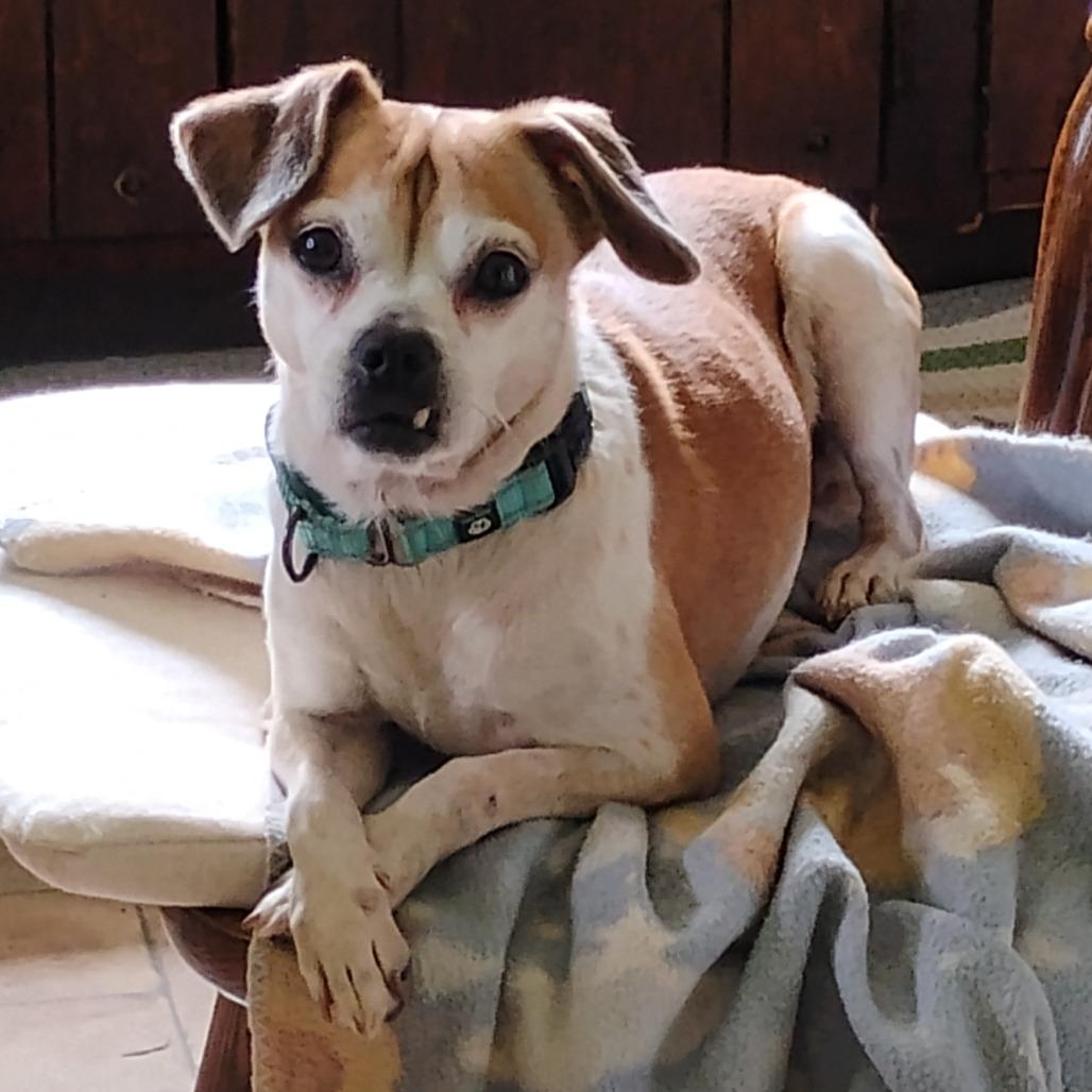 Trixie