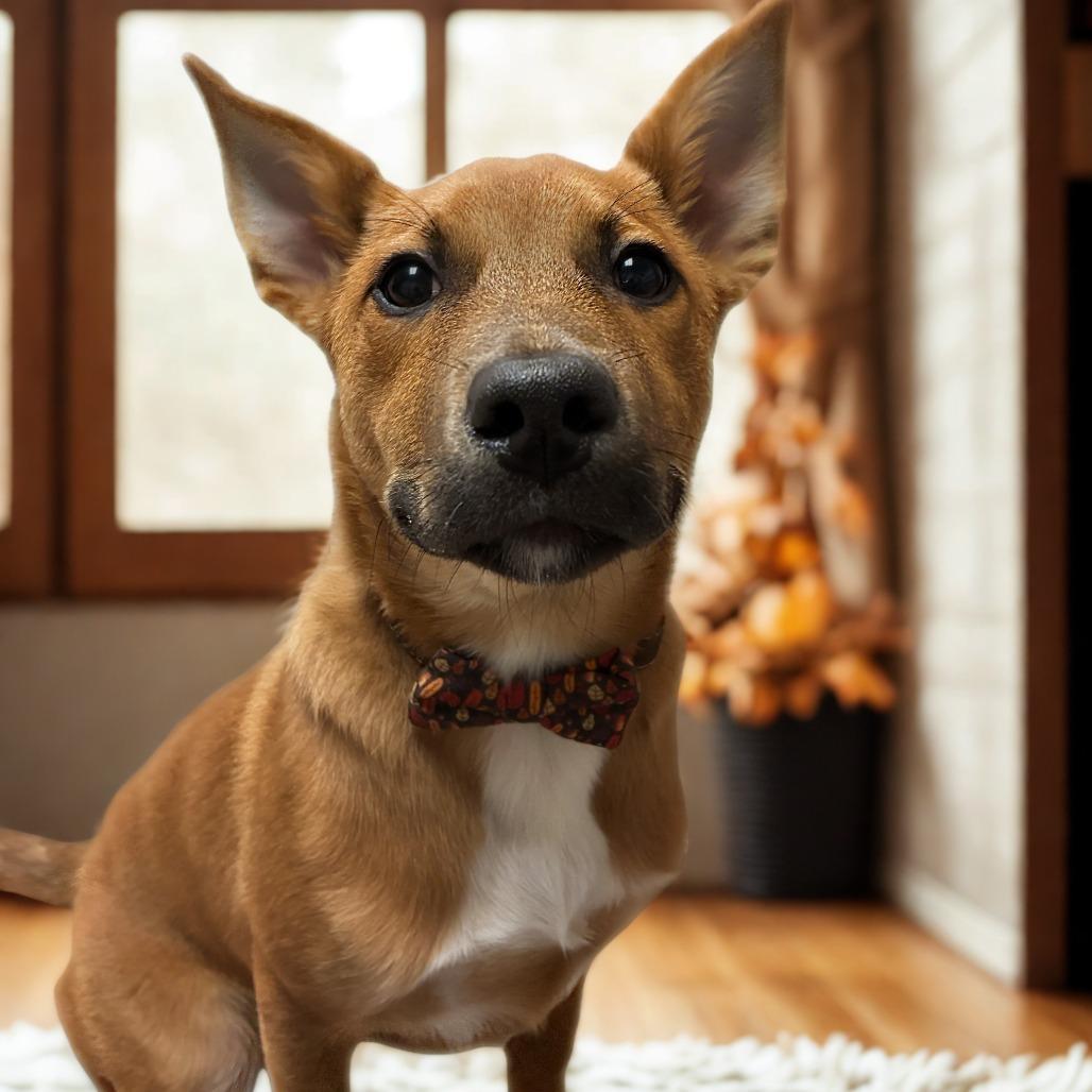 Ranger
