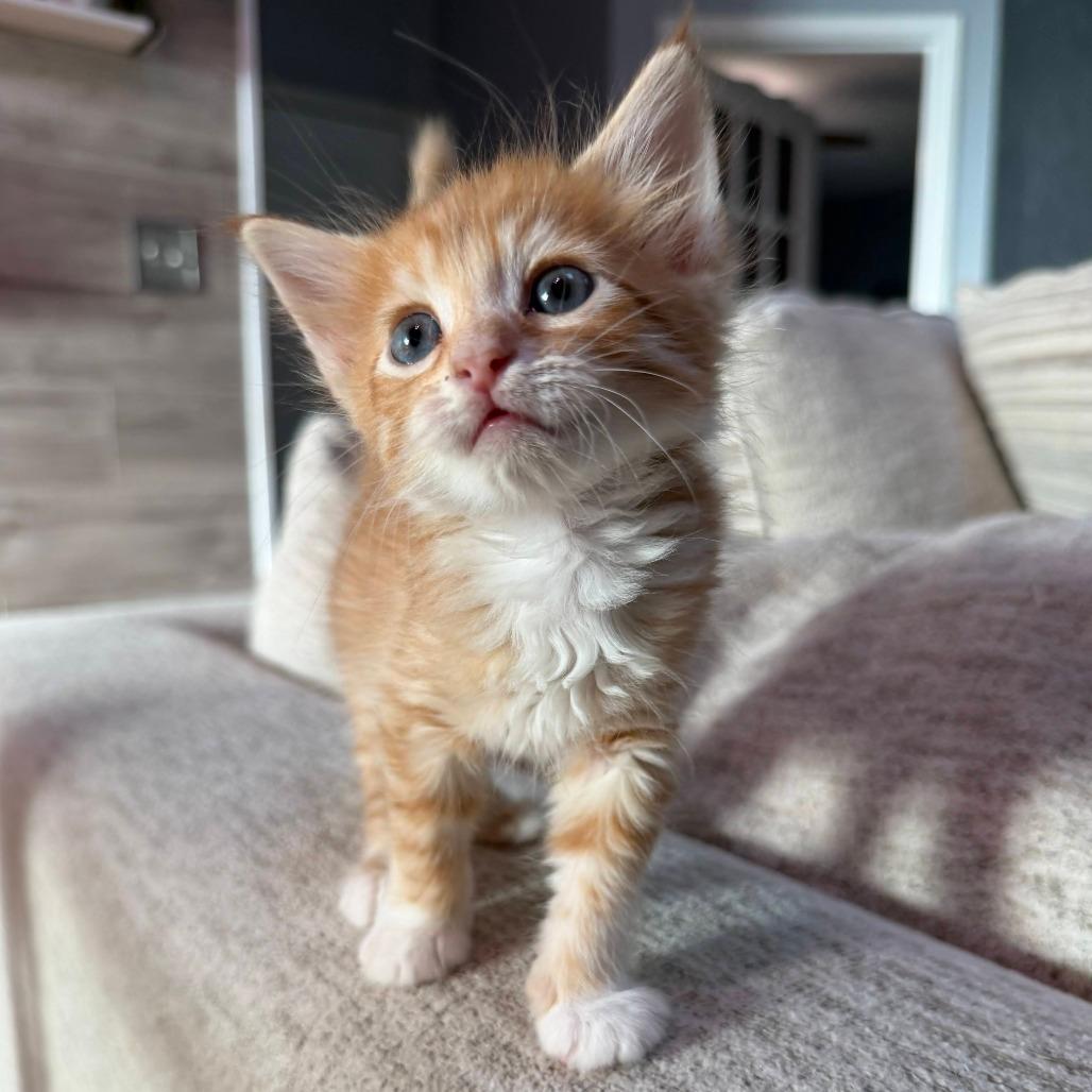 Gnocchi