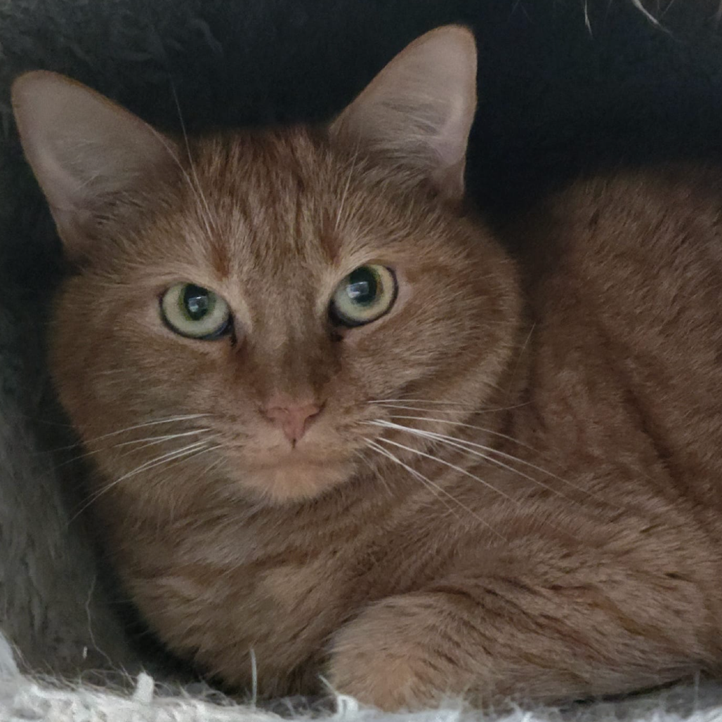 19-215 Ginger