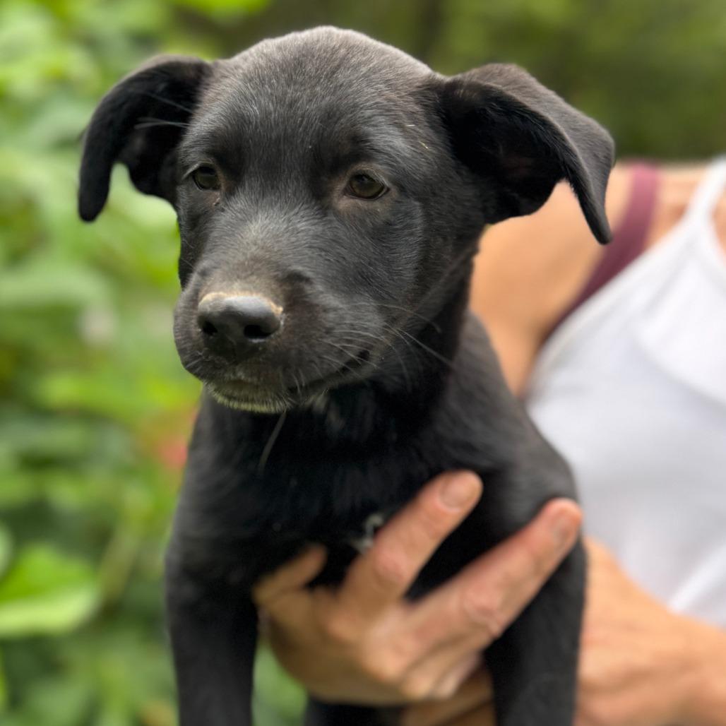 NY Hugo (Foster in North Salem)