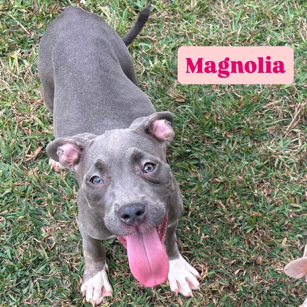 Magnolia