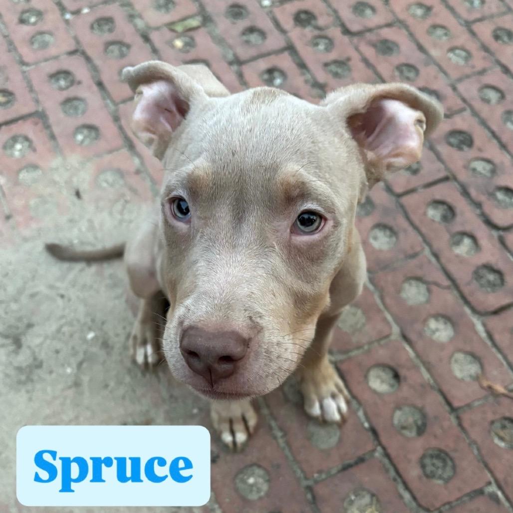 Spruce