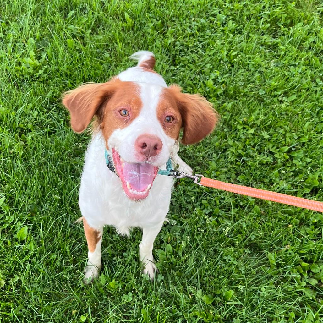 Clyde 