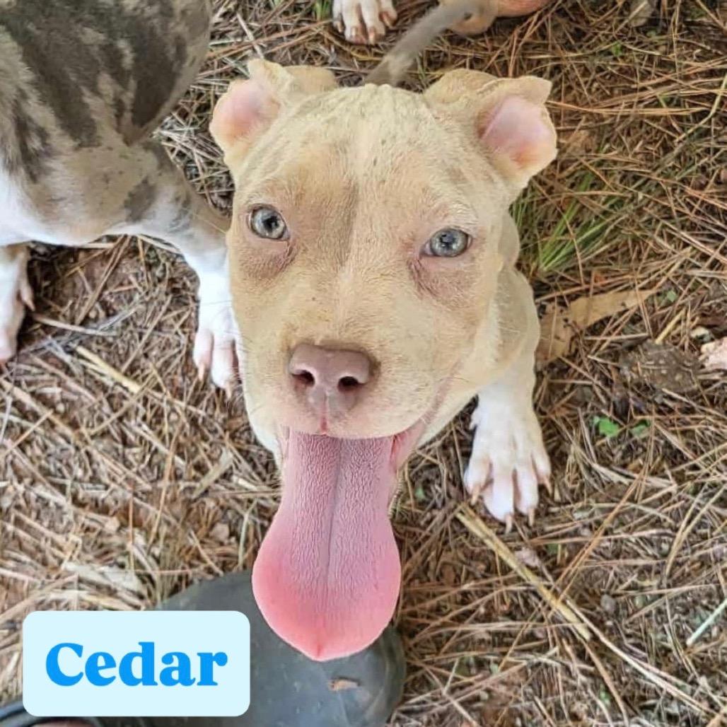 Cedar