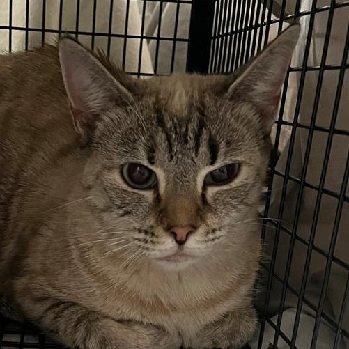 Charlotte & Babies - Charlotte (Brontë)