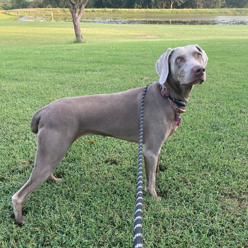 Greta the Weimaraner
