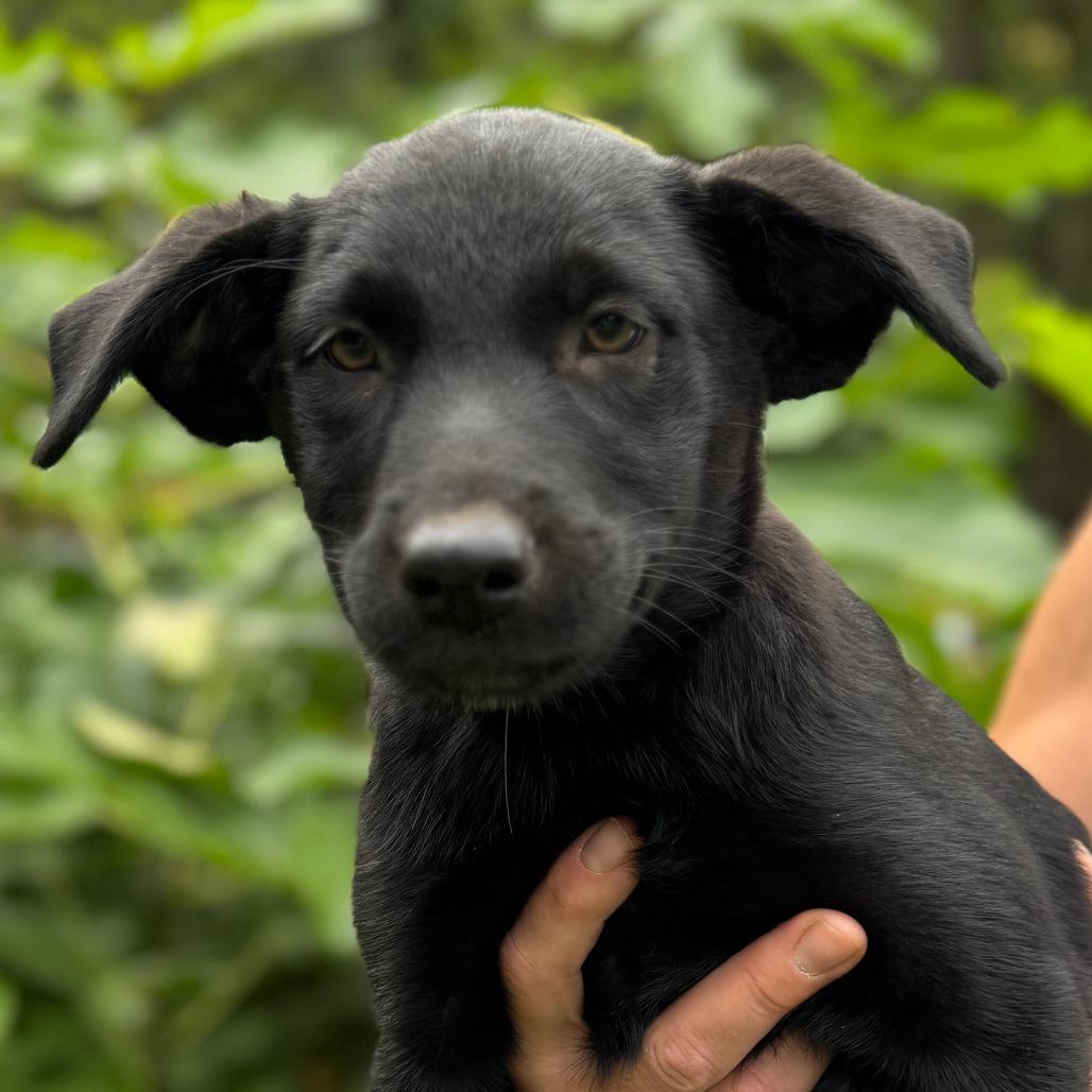 NY Hazel (Foster in North Salem)