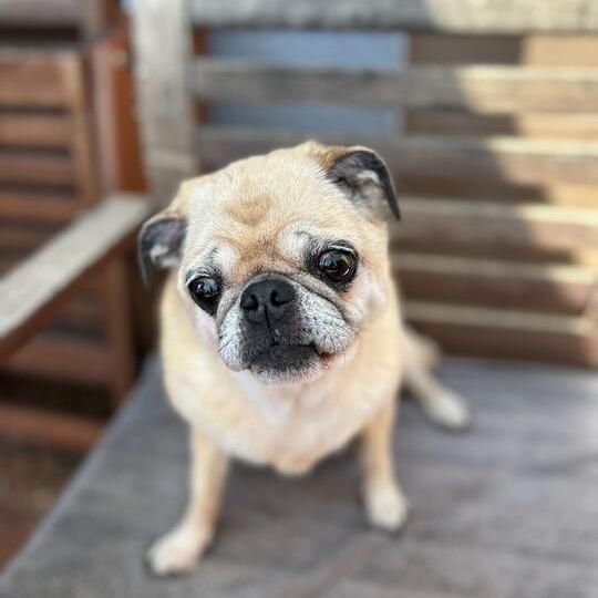 Maizie