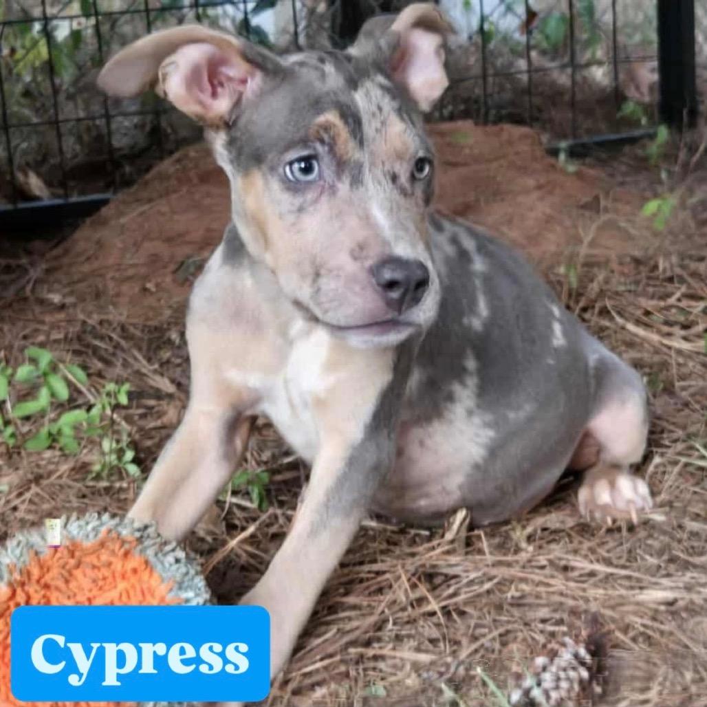 Cypress