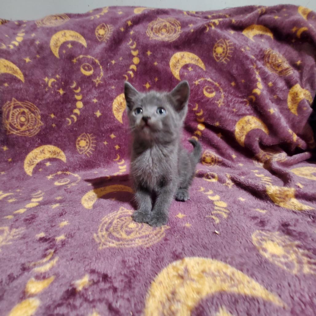 Buzz kitten 4