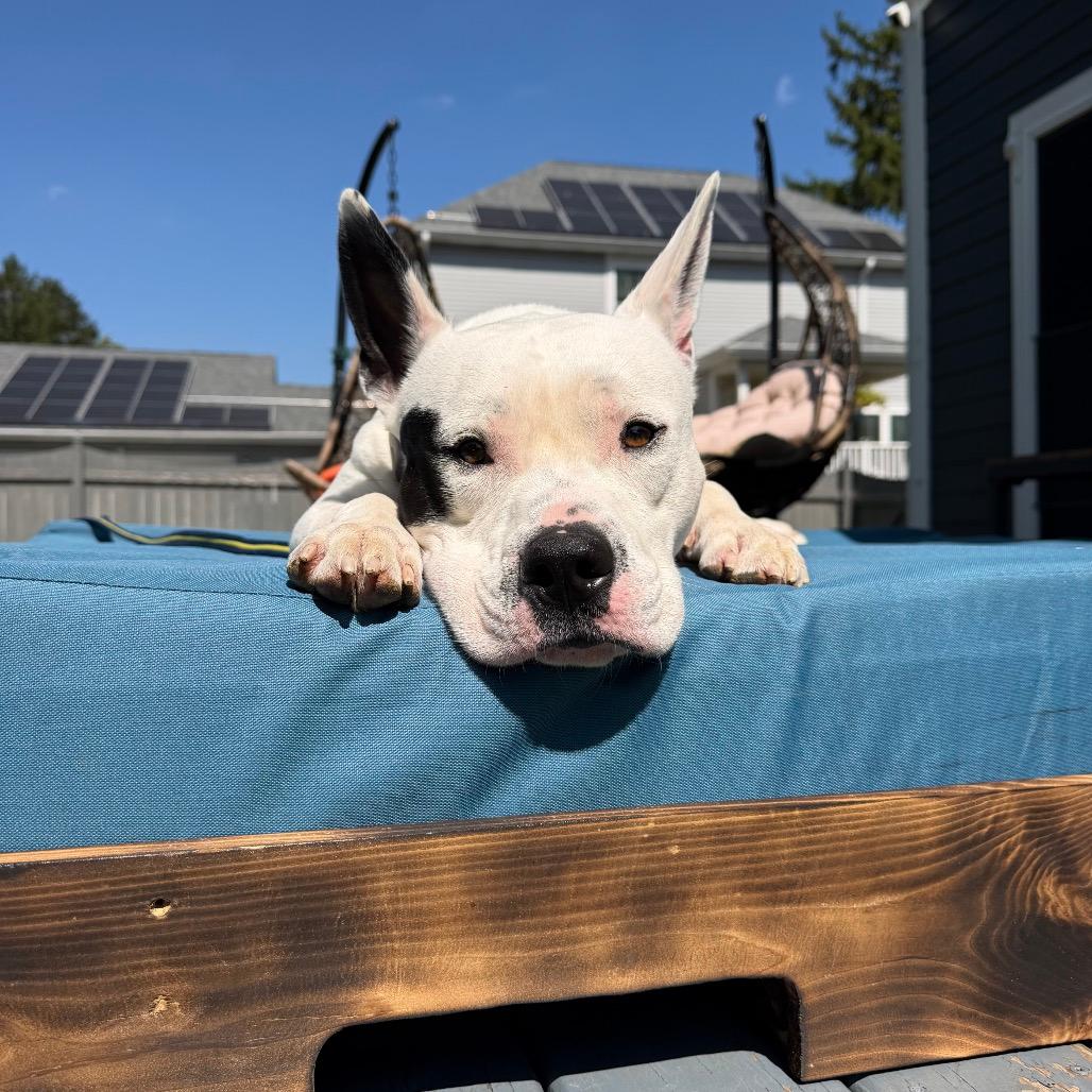 Hank
