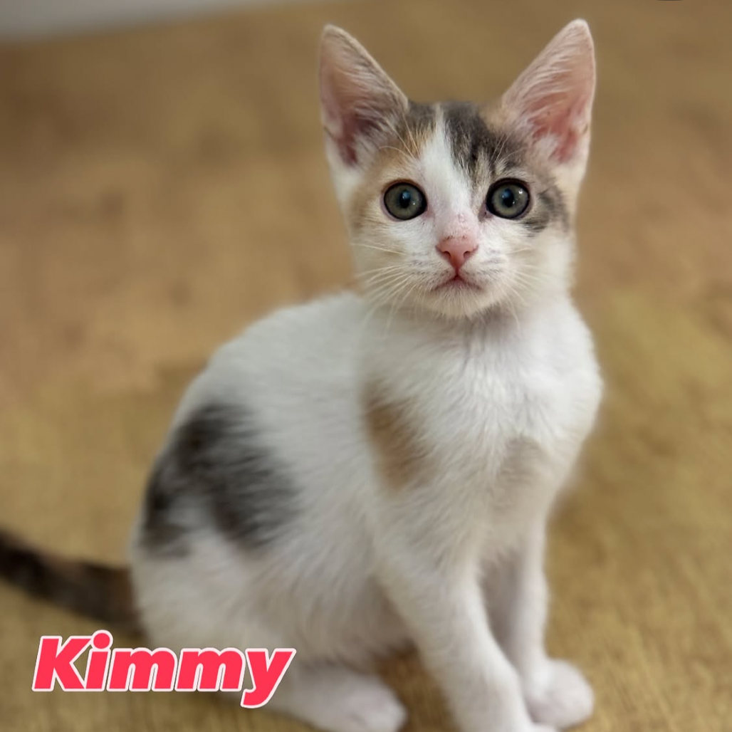 Kimmy (home adoption)
