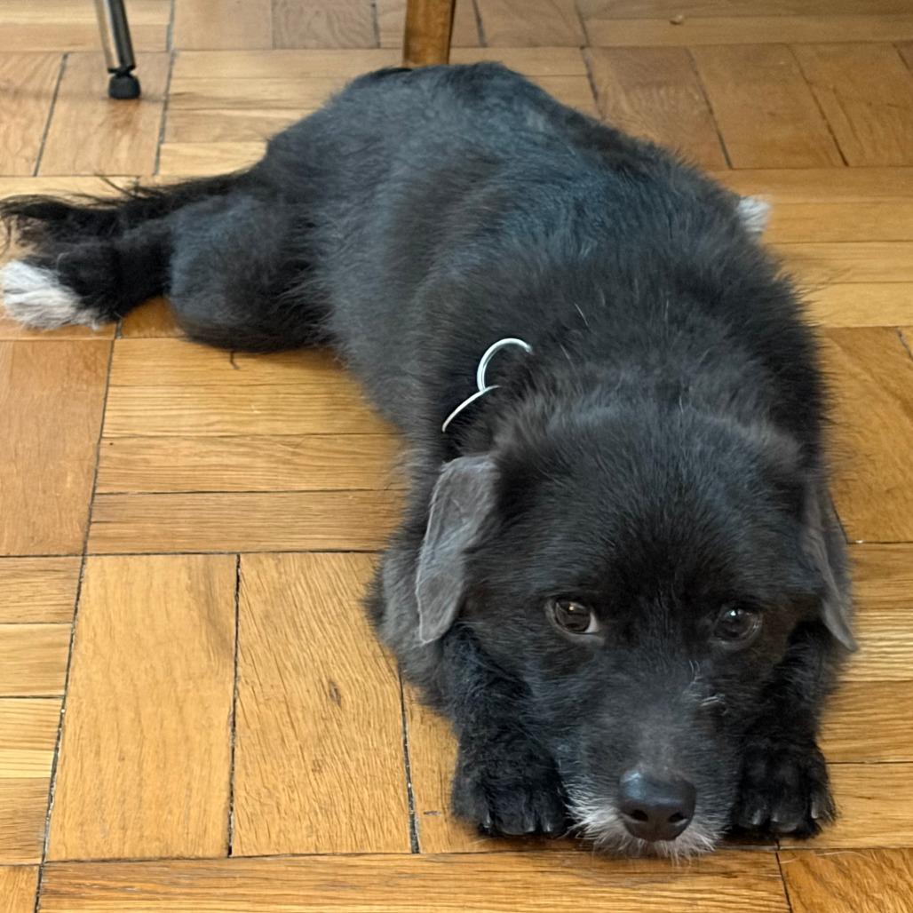 Hugo