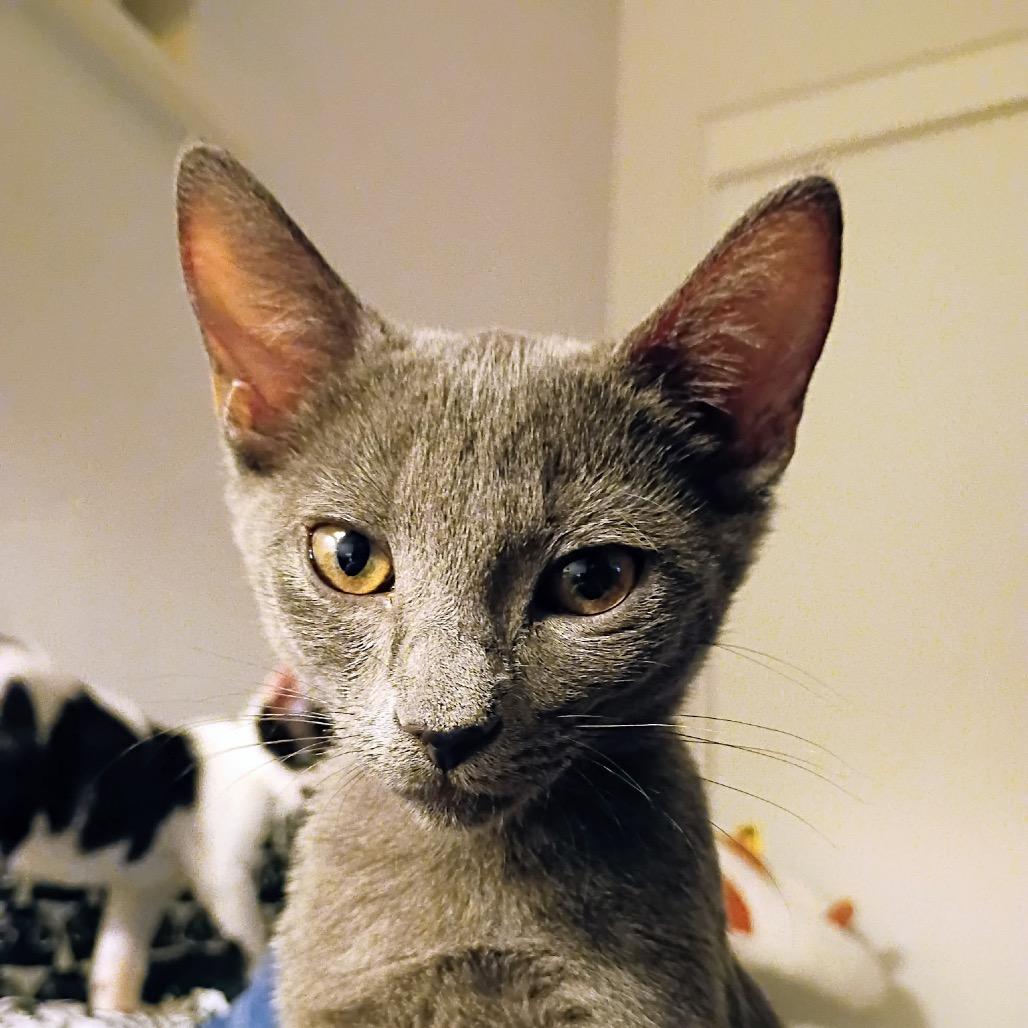 Soba (home adoption)