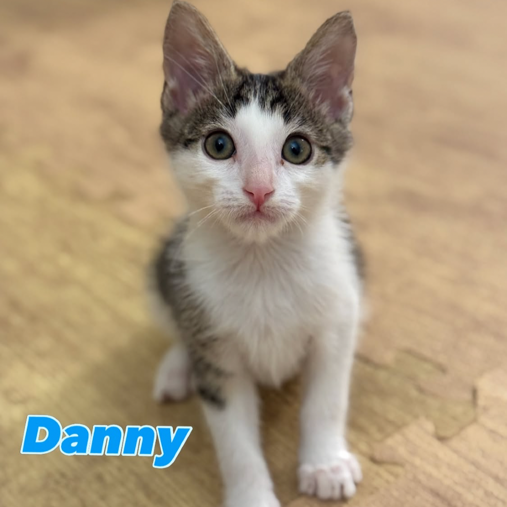Danny (home adoption)