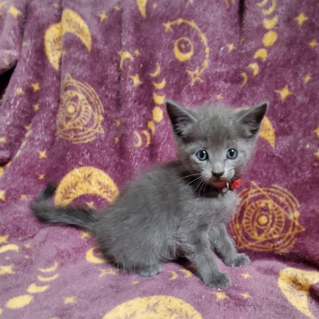 Woody kitten 3