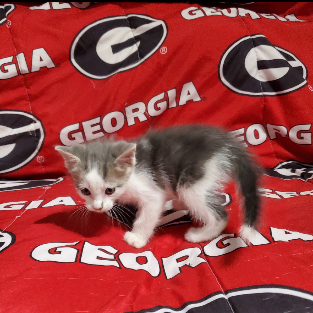 Bullseye kitten 1