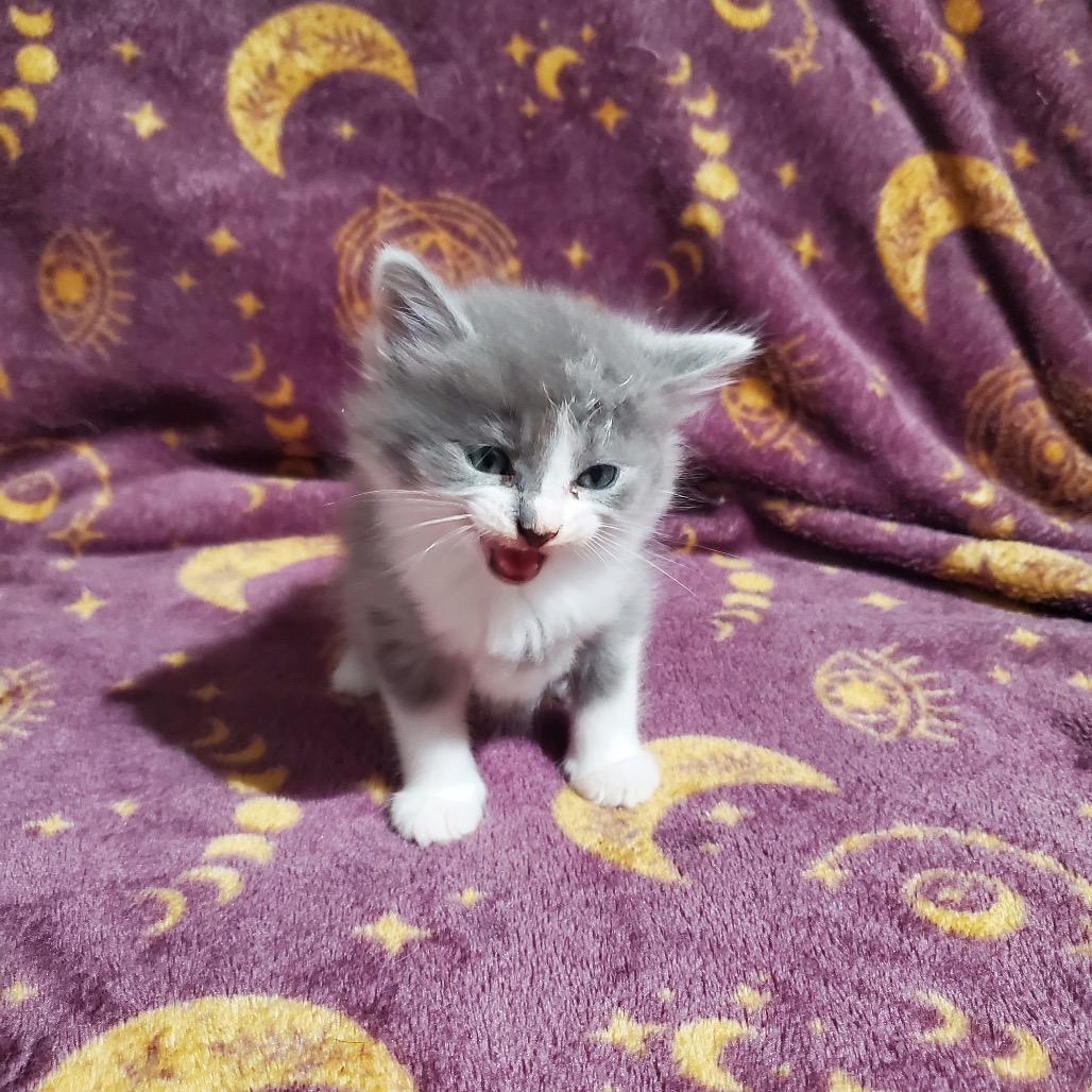 No Peep kitten 2