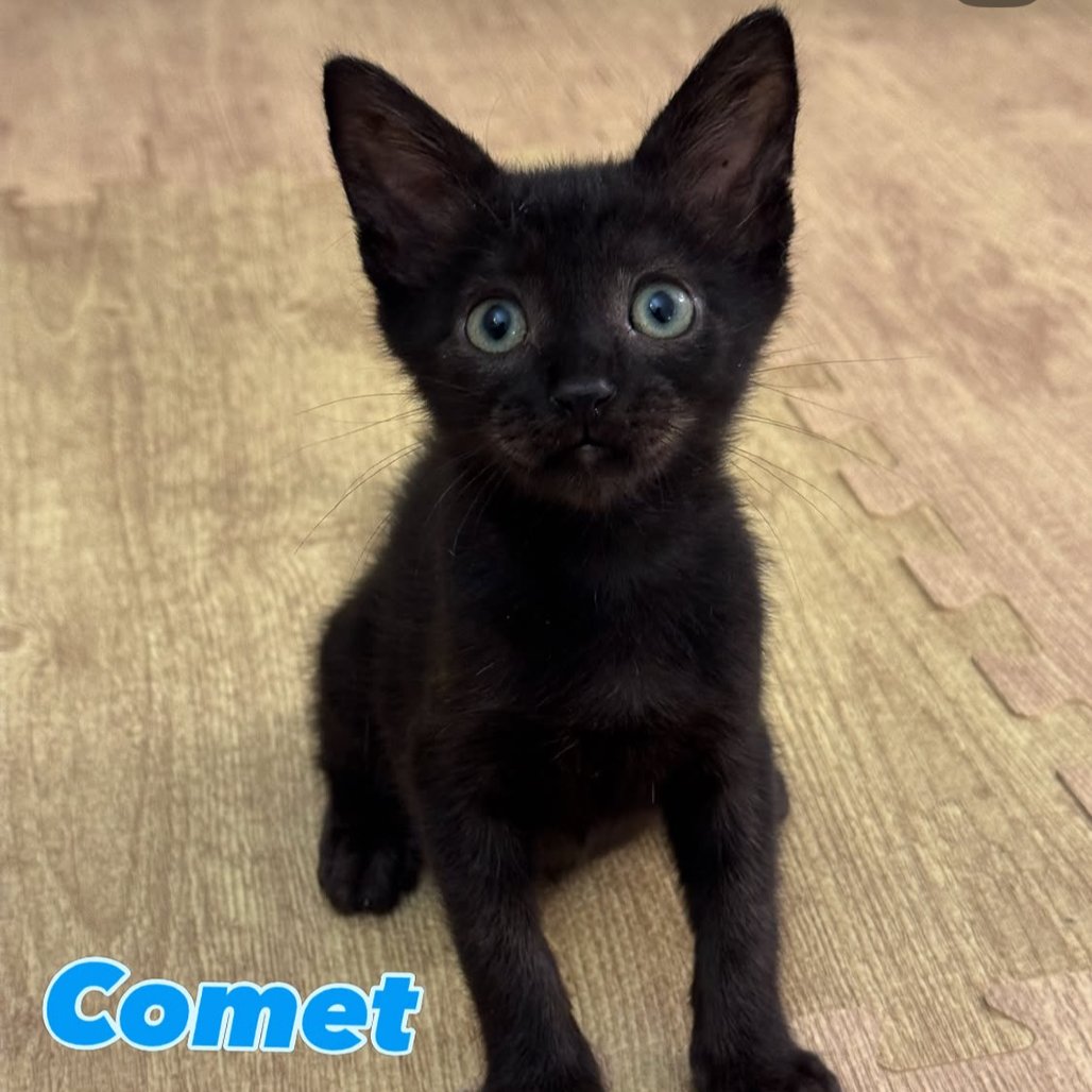 Comet (home adoption)