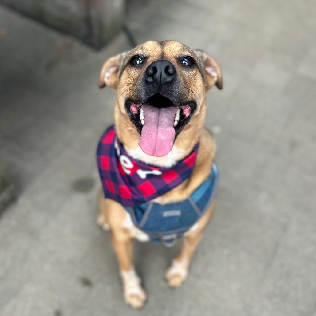 Olive (Reduced Rover)
