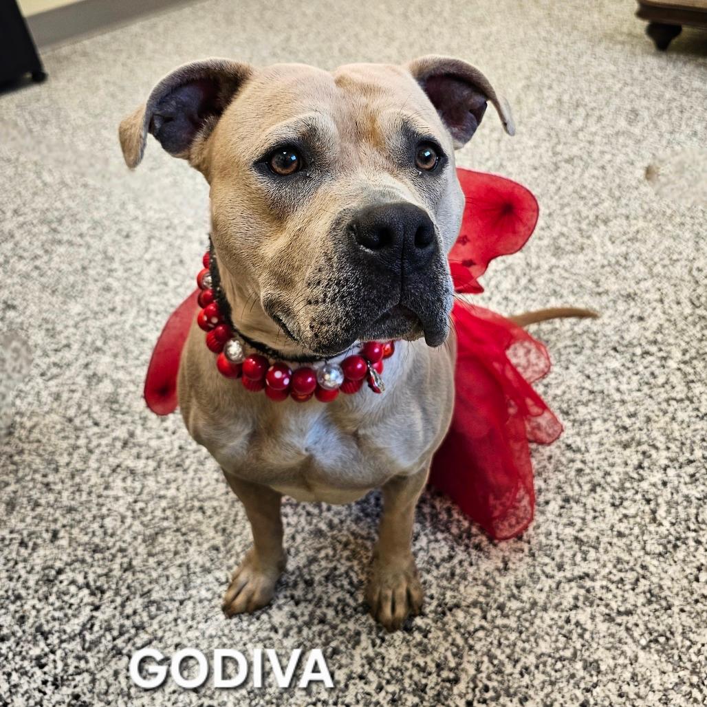 Godiva