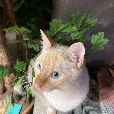 Finn