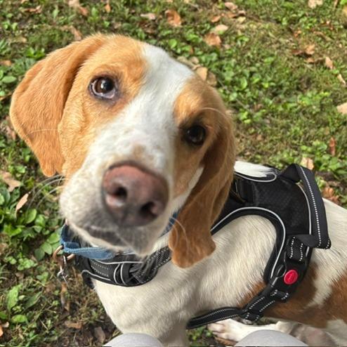 Allen (In Foster)