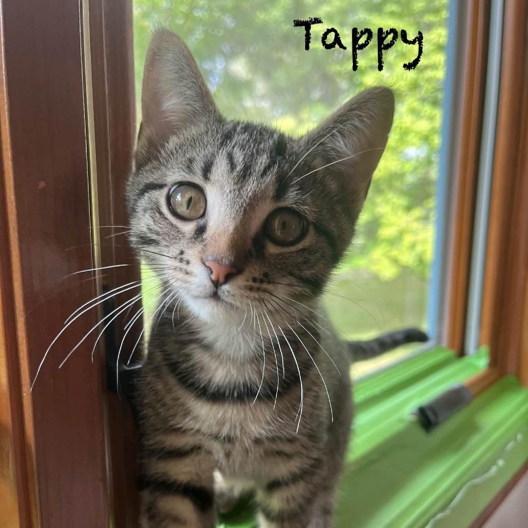 Tappy