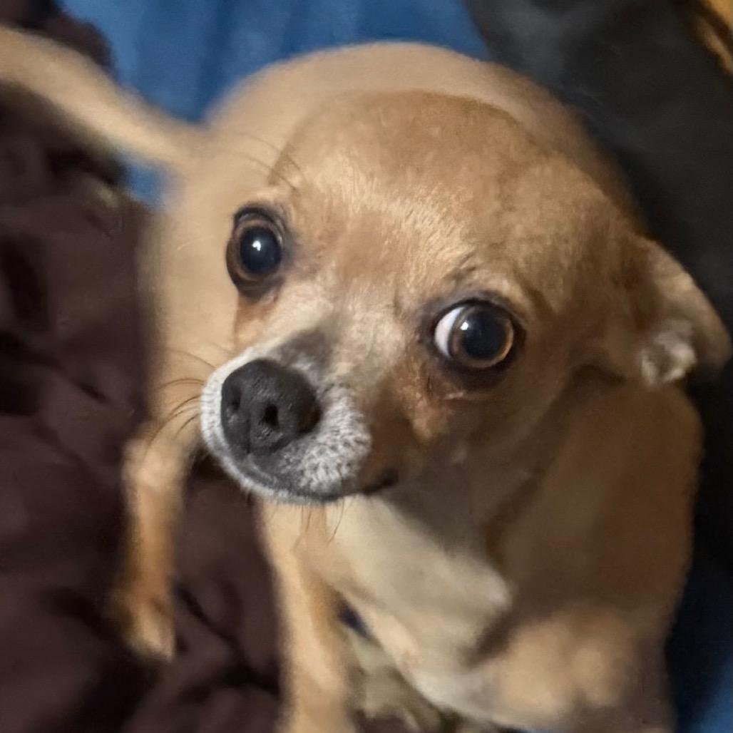 Trixie