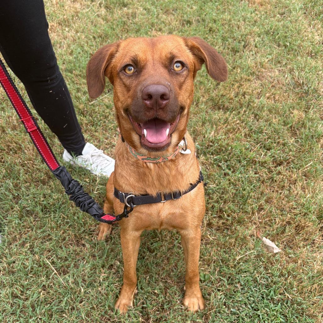 Hazel