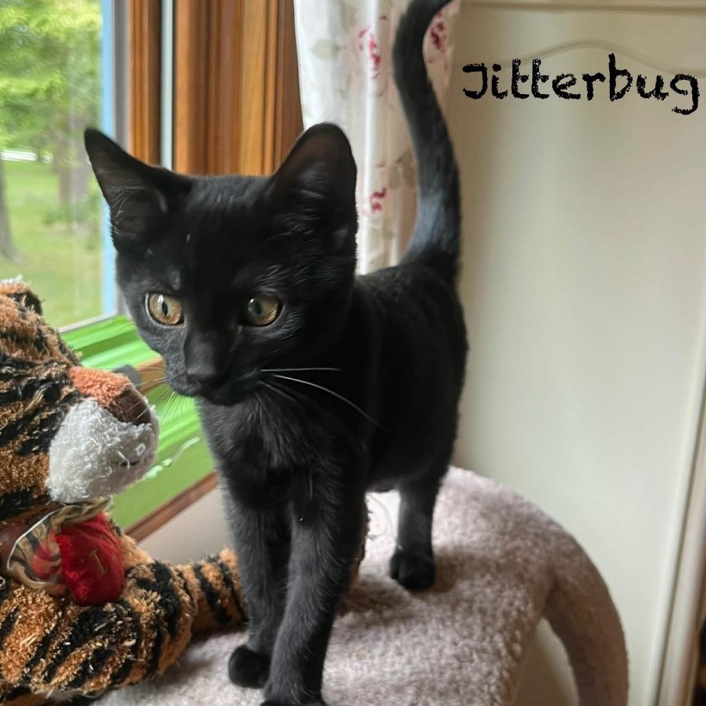 Jitterbug