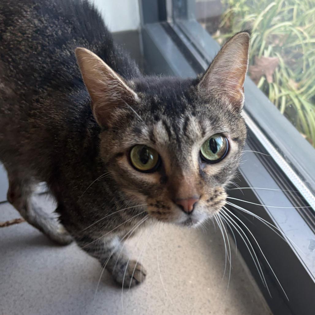 Tootie