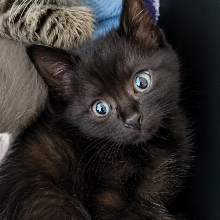 Sabrina