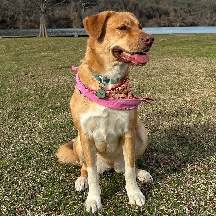 Suki