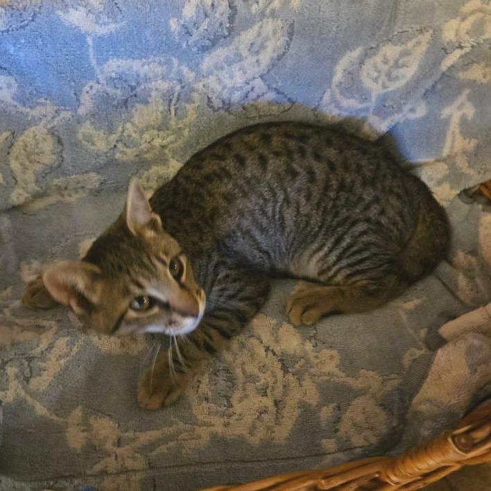 Milo