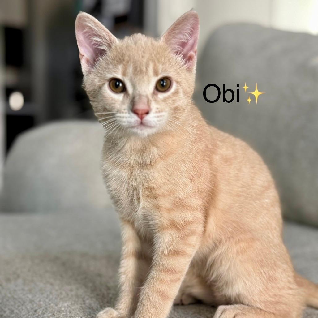 Obi