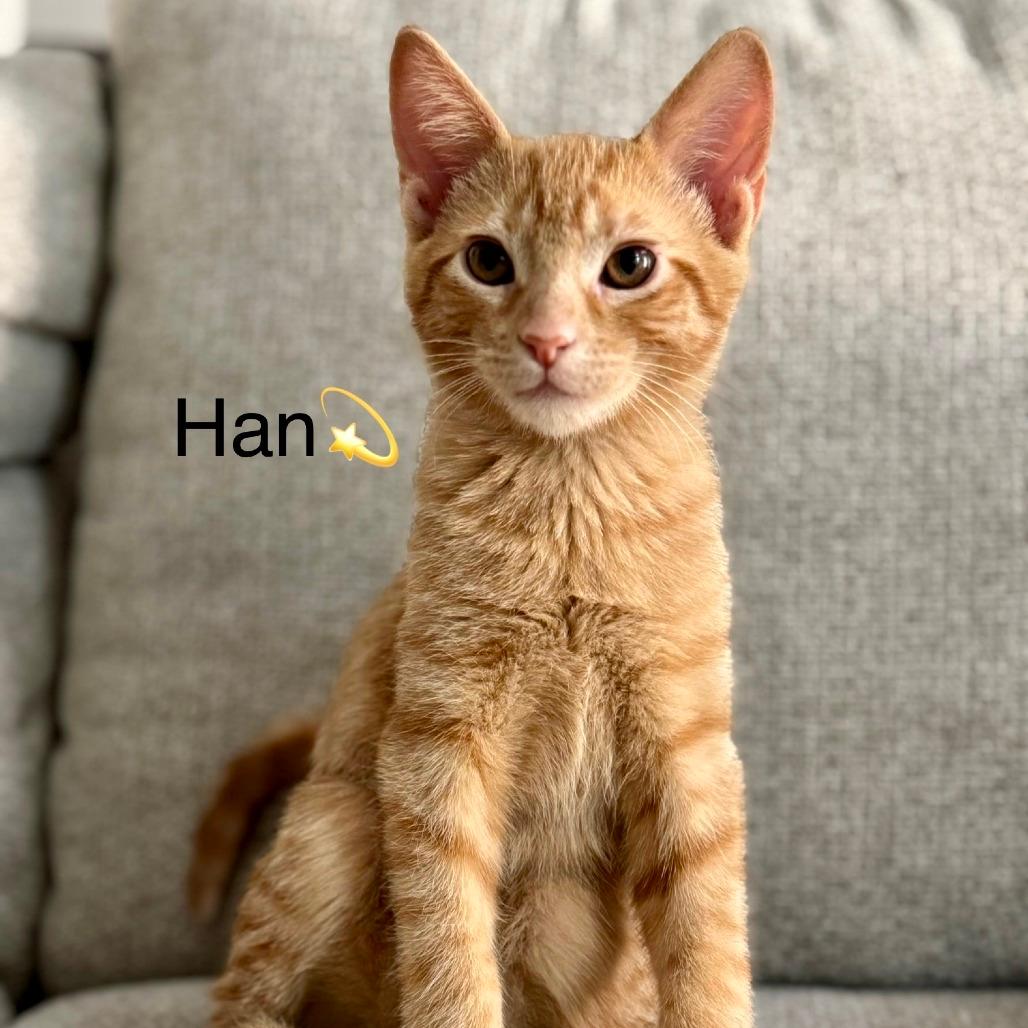 Han