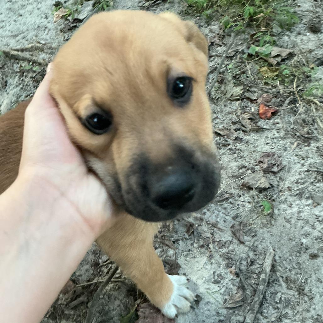 Loki Maple Pup