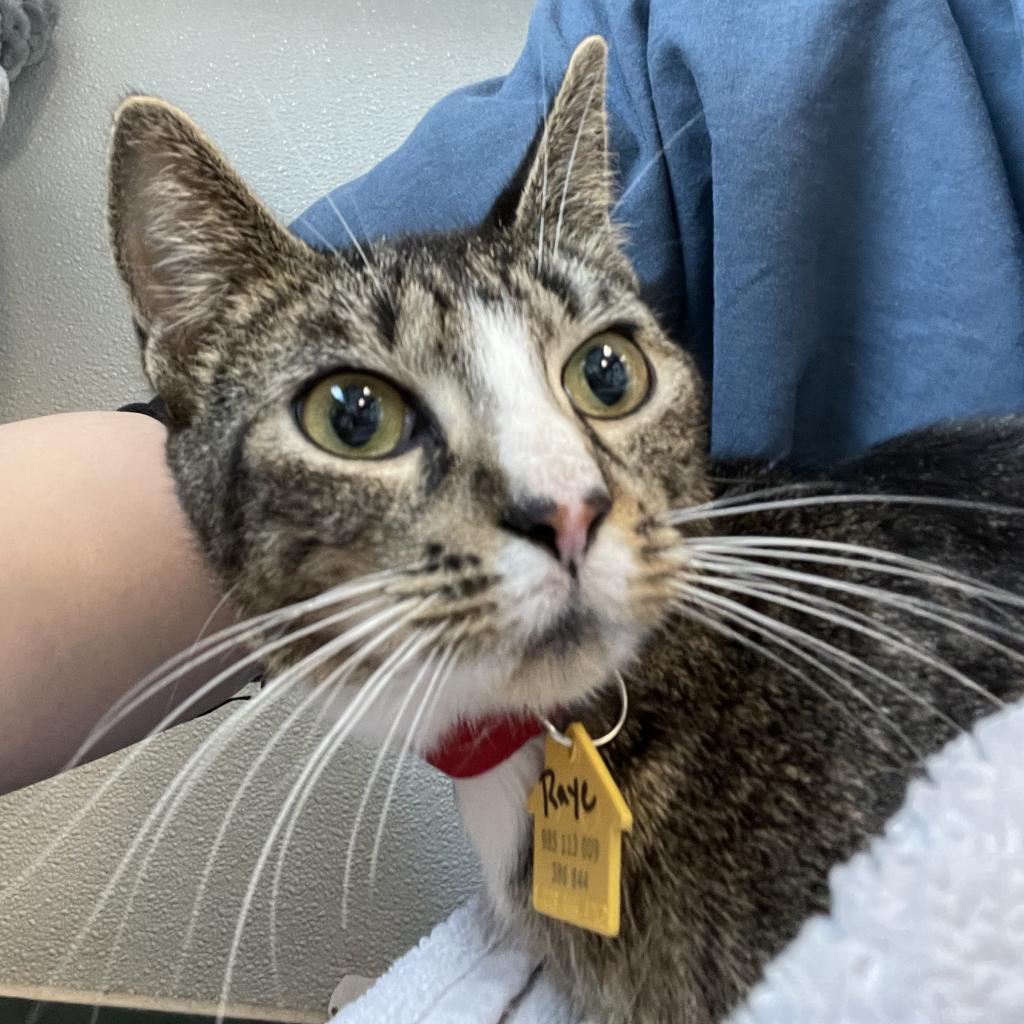 Raye-In foster-50% OFF!