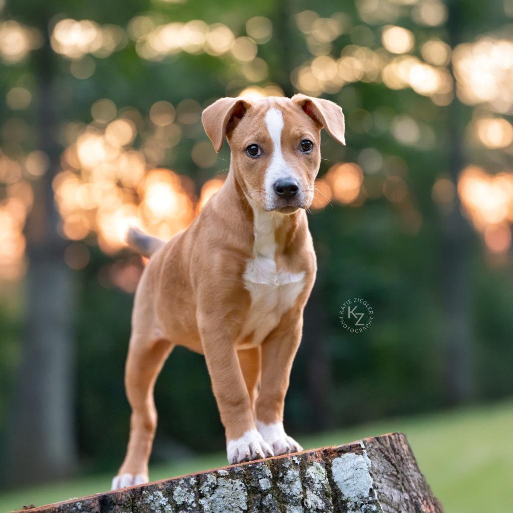 Penny