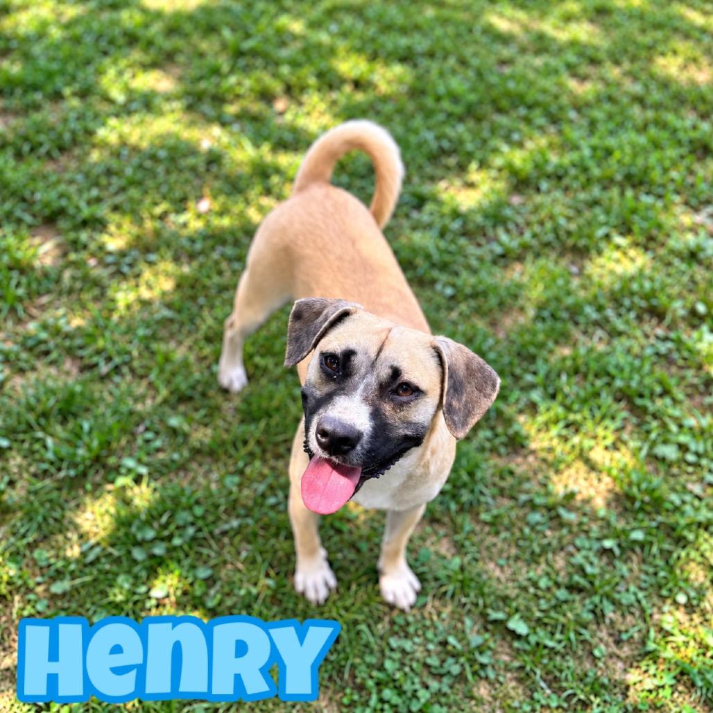 Henry